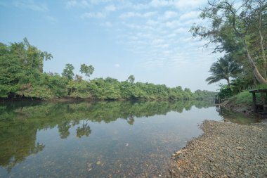 Nehir ya da göl olan fidanlıkta bir ağaç. Yaz mevsiminde bahçe parkında. Doğa manzarası arka planı.