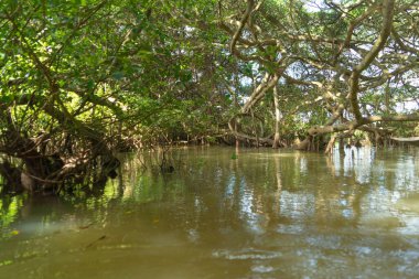 Rayong Botanik Bahçesi 'ndeki ağaçlar, Eski Kağıt Ağaç Ormanı, gölü veya nehri olan tropikal ormanlar Tayland' daki ulusal park, dağ ve tepelerde yansımalar. Doğal manzara arka planı.
