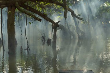 Rayong Botanik Bahçesi 'ndeki ağaçlar, Eski Kağıt Ağaç Ormanı, gölü veya nehri olan tropikal ormanlar Tayland' daki ulusal park, dağ ve tepelerde yansımalar. Doğal manzara arka planı.