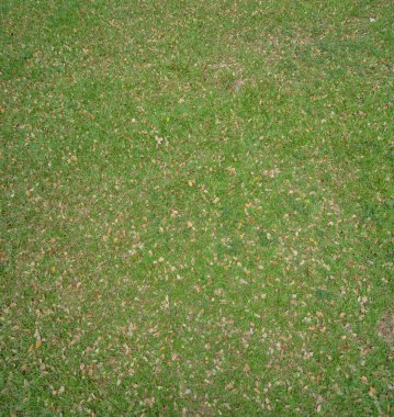 Çim dokusu. çim arka plan. sorunsuz