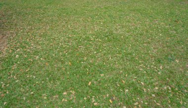 Çim dokusu. çim arka plan. sorunsuz