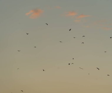 Kuşlar gökyüzünde tek başlarına uçuyorlar. Vahşi Yaşam Hayvanları