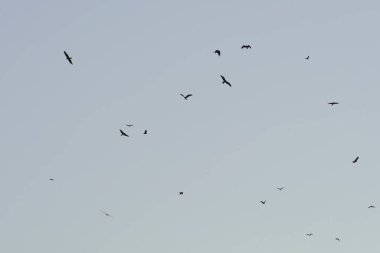 Kuşlar gökyüzünde tek başlarına uçuyorlar. Vahşi Yaşam Hayvanları