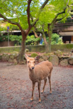 Japonya, Nara parkında geyik. Hayvan.