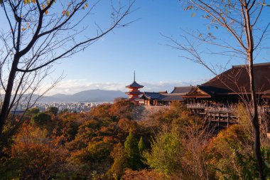 Kırmızı akçaağaç yapraklı Kiyomizu Dera Pagoda Tapınağı ya da sonbahar mevsiminde yapraklar dökülür. Renkli ağaçlar, Kyoto, Japonya. Doğa ve mimari manzara arka planı.