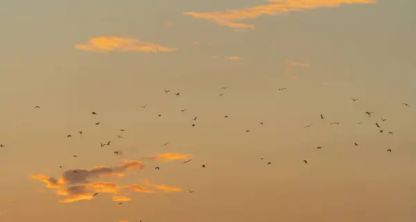 Ptáci Letící Izolovaně Obloze Divoká Zvěř — Stock fotografie