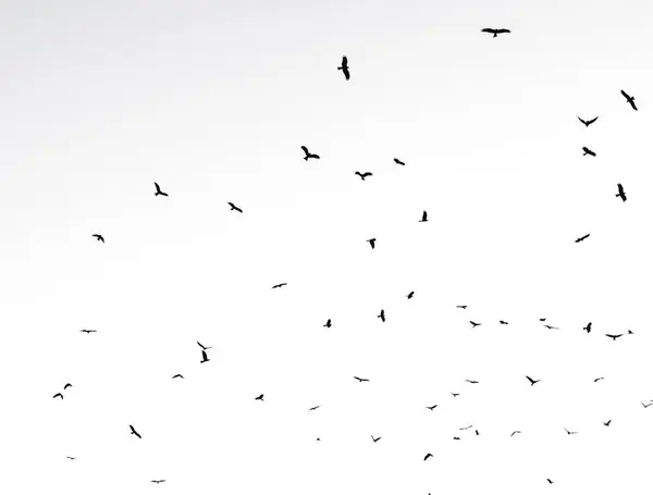 空で孤立した鳥たち 野生生物 — ストック写真