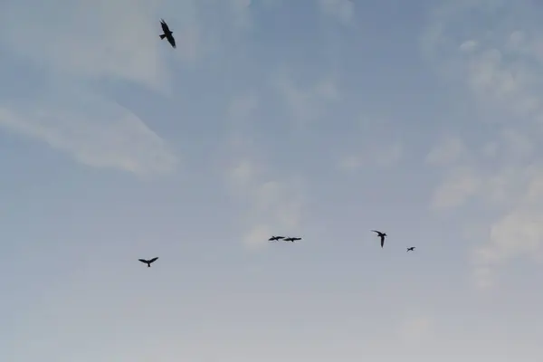 Aves Volando Aisladas Cielo Fauna Silvestre —  Fotos de Stock