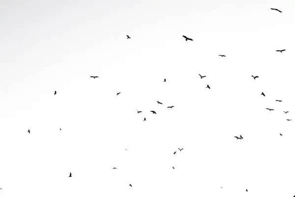 Aves Volando Aisladas Cielo Fauna Silvestre — Foto de Stock