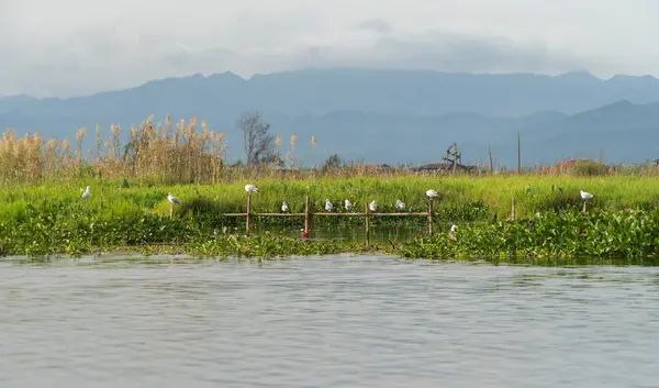 川や湖の上に立っている鳥 アニメーション — ストック写真