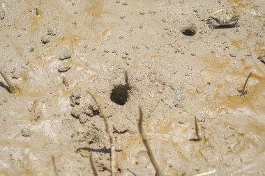 Yengeç. Çamur kumsalında hayvan