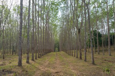 Tayland 'daki kauçuk tarlasında ağaç tüneli. Yaz mevsiminde bahçe parkında. Doğa manzarası arka planı