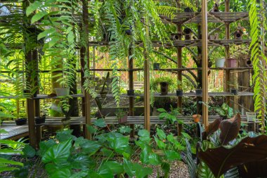 Tayland 'daki kauçuk tarlasında ağaç tüneli. Yaz mevsiminde bahçe parkında. Doğa manzarası arka planı