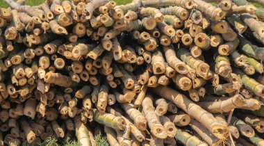 Bambu direkleri kereste kütüğü. Bagajda. Doğa