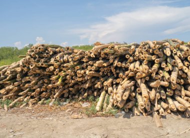 Bambu direkleri kereste kütüğü. Bagajda. Doğa