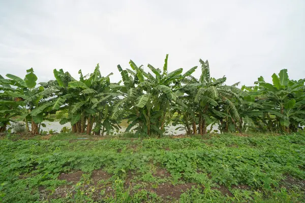Banana Árbol Comida Natural Granja Jardín Fruta — Foto de Stock