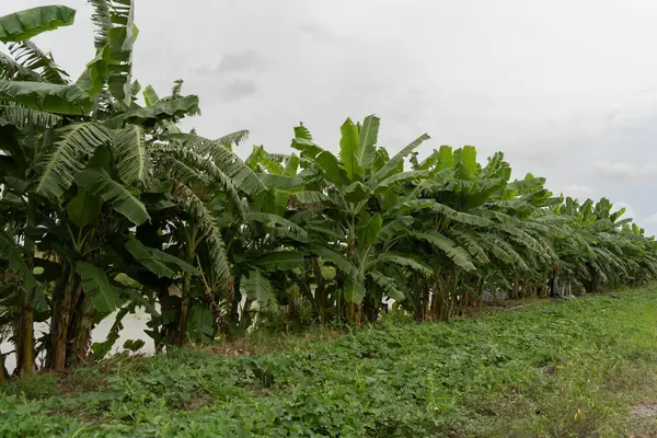 Μπανάνα Στο Δέντρο Διατροφή Της Φύσης Στο Αγρόκτημα Κήπο Καρποί Εικόνα Αρχείου