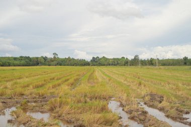 Taze çeltik pilavı, Asya ve Tayland 'ın kırsal bölgelerinde yeşil tarım alanları. Doğa manzarası