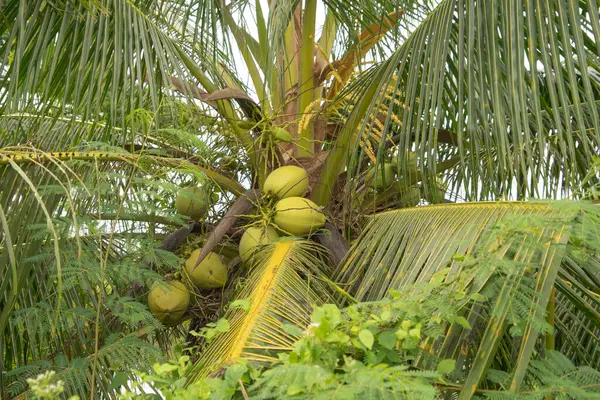 Hindistan Cevizi Palmiye Ağaçları Tarım Çiftliği Kavramında Doğa Yiyecek Ekinleri — Stok fotoğraf