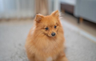 Mutlu köpekler ya da evde yatak odasında gülümseyen köpek yavruları. Evcil hayvan..