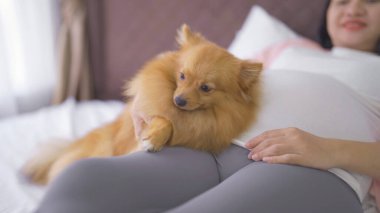 Mutlu Asyalı hamile kadın portresi ve evcil köpek evcil hayvanı yatak odasında. Bebek sahibi olmak. Aile hayatı işte. Annen seni seviyor.