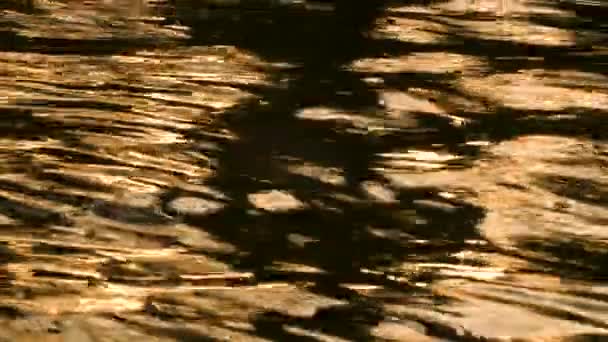 Abstract Natuur Achtergrond Slow Motion Video Clip Van Gouden Licht — Stockvideo