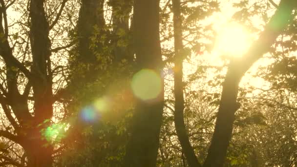 Güneş Işığı Parlıyor Güneş Ormandaki Ağaçların Yaprakları Dalları Arasında Parıldıyor — Stok video