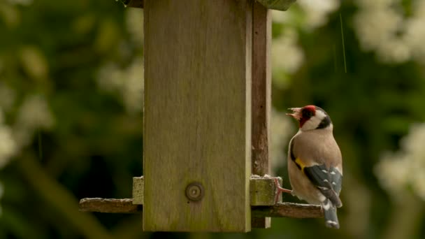 Vídeo Clip European Goldfinch Comer Sementes Corações Girassol Partir Alimentador — Vídeo de Stock