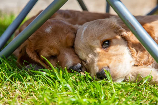 Cute Brown Puppy Dogs Sleeping Sunshine Grass Uner Garden Chair — Stock Photo, Image