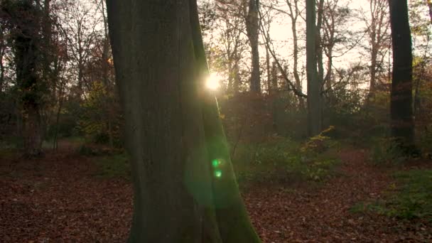 Güneş Işığının Günbatımında Parlayan Ağaçların Arasından Parlayan Görüntüsü Bir Ormanda — Stok video