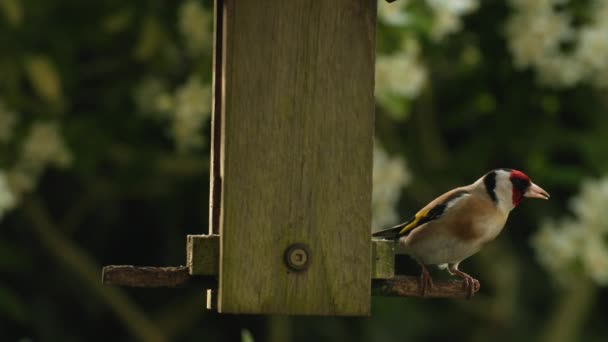 Slow Motion Video Clip European Goldfinch Jedzenie Nasion Słonecznik Serca — Wideo stockowe