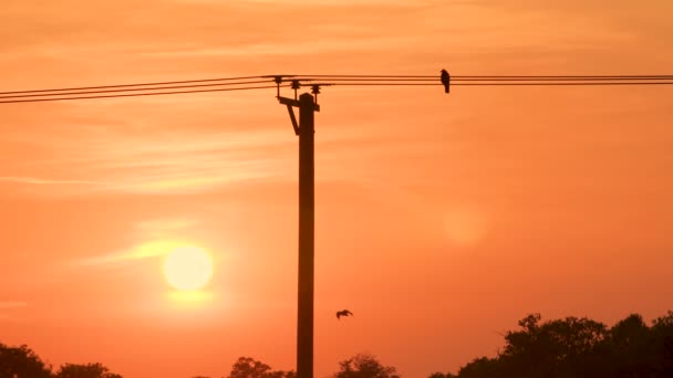 Slow Motion Clip Sunset Birds Crows Sitting Perched Flying Overhead — Vídeo de Stock