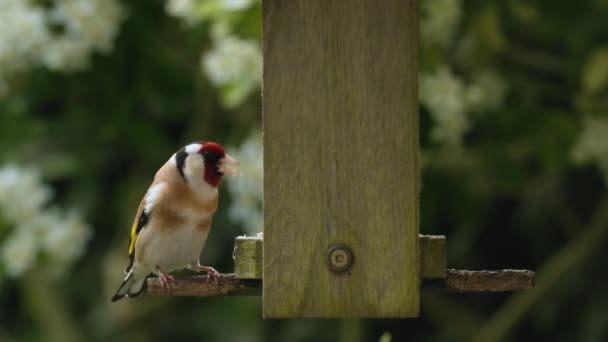 Teledysk Europejskiego Goldfincha Jedzącego Nasiona Słoneczniki Drewnianego Karmnika Dla Ptaków — Wideo stockowe