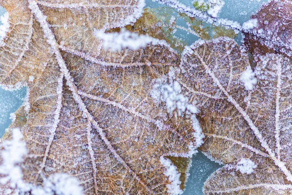 Luonto Talvi Tausta Lumihiutaleet Putoavat Jäädytetty Tammen Lehdet Jäässä — kuvapankkivalokuva
