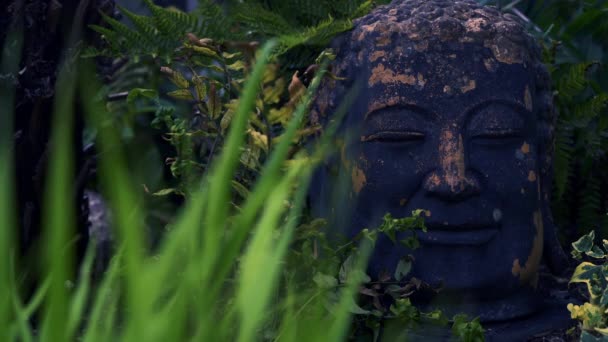 Antigua Estatua Cabeza Buda Follaje Selva Tropical Asiática Filmada Luz — Vídeo de stock