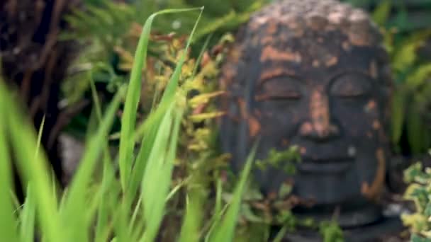 Antike Buddha Kopf Statue Laub Des Asiatischen Regenwaldes Rack Fokus — Stockvideo