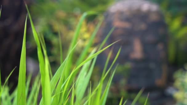 Statue Tête Bouddha Antique Dans Feuillage Forêt Tropicale Asiatique Projectile — Video