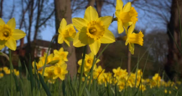 Daffodils Yellow Flowers Spring Sunshine Blowing Wind Slow Motion Clip — Stock Video
