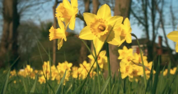 Нарциссы Желтые Цветы Весенний Солнечный Свет Дует Ветру Автомобили Движущиеся — стоковое видео