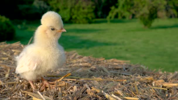 Video Klip Jednej Uroczej Żółtej Laski Baby Poland Kurczak Siedzi — Wideo stockowe