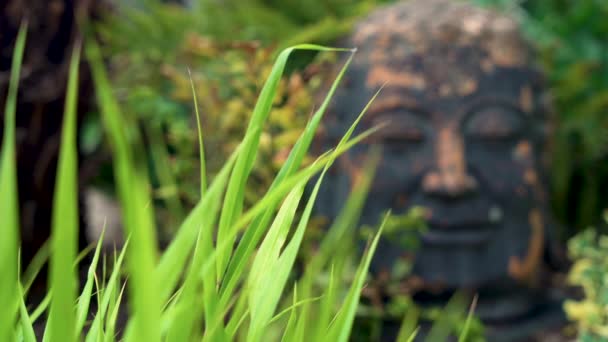 Antike Buddha Kopf Statue Laub Des Asiatischen Regenwaldes — Stockvideo