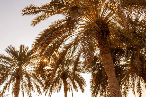 Zon Schijnt Door Tropische Palmbomen Bij Zonsondergang Zonsopgang Rechtenvrije Stockafbeeldingen