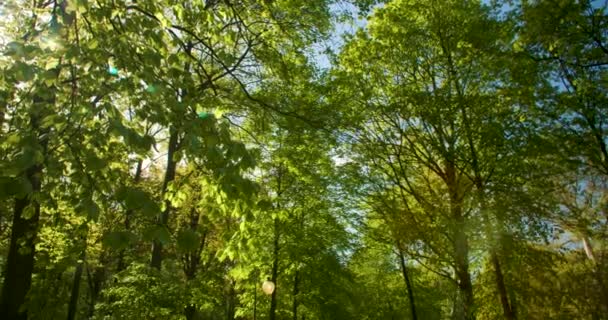 4Kビデオクリップ 木々を通して輝く太陽の光 春の間に森や自然の森林のキャノピーで輝く — ストック動画