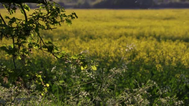 英国或英国农村地区一棵橡树和一片油菜籽 油菜籽或黄花的斑斑镜头 — 图库视频影像