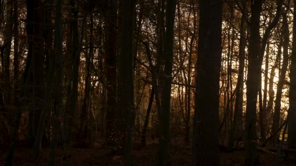 Панельний Знімок Сонця Встановлюється Горизонт Захід Сонця Через Дерева Лісі — стокове відео