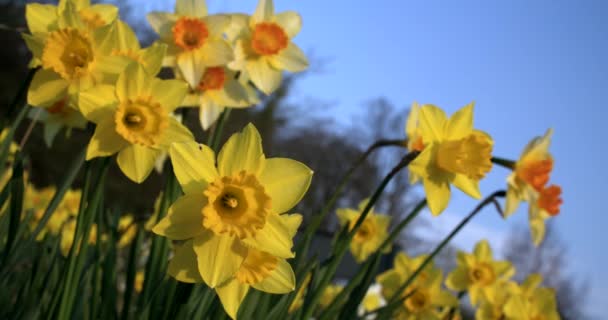 Narcissen Gele Bloemen Het Voorjaar Zonneschijn Waait Wind Slow Motion — Stockvideo