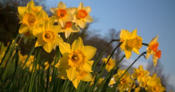 Narcisos Flores Amarillas Primavera Sol Soplando Viento Con Los Coches — Vídeo de stock
