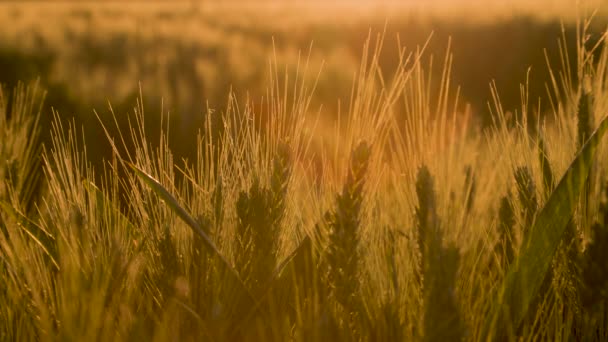 日落时分或日出时分 在风中刮起的麦田或大麦田的宏观剪报 — 图库视频影像