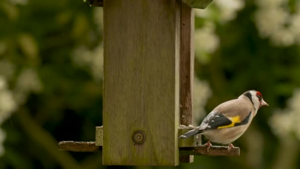 Filmik Wideo Europejskiego Goldfincha Jedzącego Nasiona Słoneczniki Drewnianego Karmnika Dla — Wideo stockowe