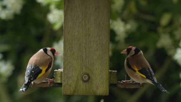 Klip Wideo Dwoma Europejskimi Goldfinches Jedzącymi Nasiona Słonecznikowe Serca Drewnianego — Wideo stockowe